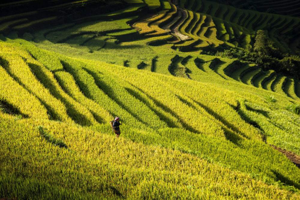 quand voir les rizières en terrasse au Vietnam, meilleure période pour voir du riz au Vietnam 