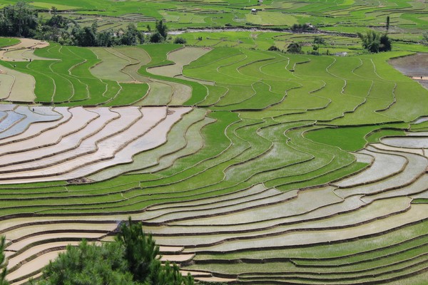 Mu Cang Chai