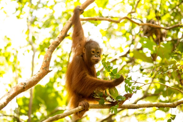 randonnee, orangs outans, sumatra, indonesie, voyage, asiatica travel