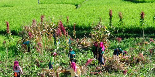 Concours vidéo Asiatica