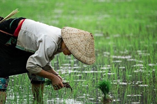 Randonnée facile au Vietnam 