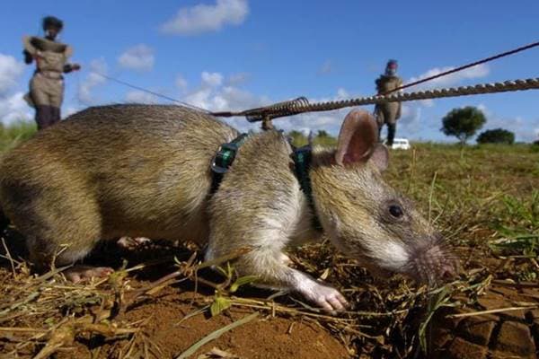 Des rats démineurs, sauveur de vies