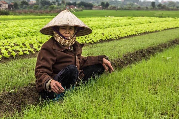 Dans la campagne de Hoi An à vélo