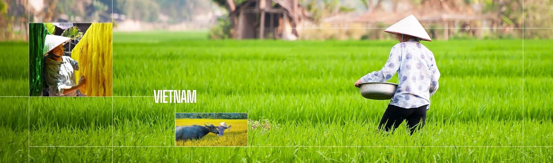 Âme du Vietnam entre nature et artisanat