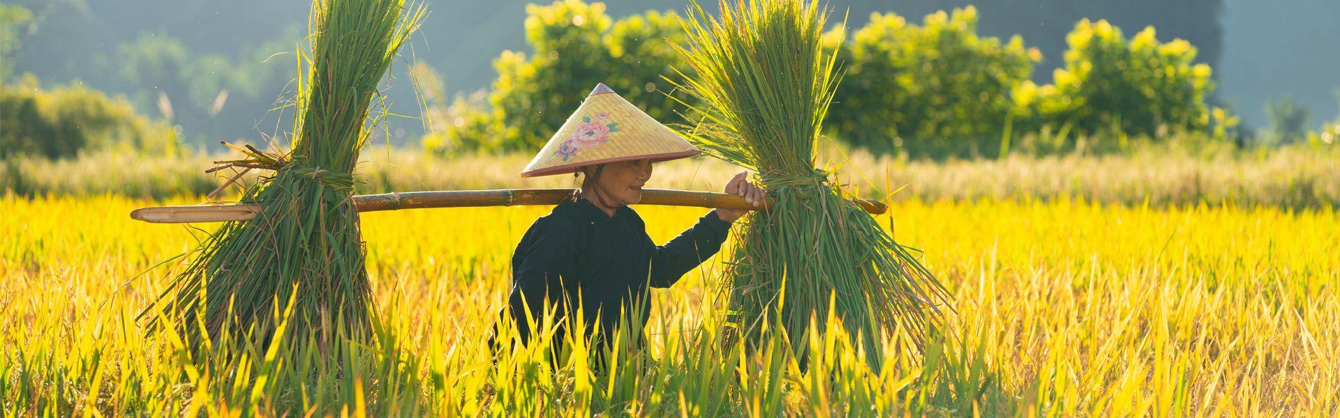 Trek en montagne au Vietnam
