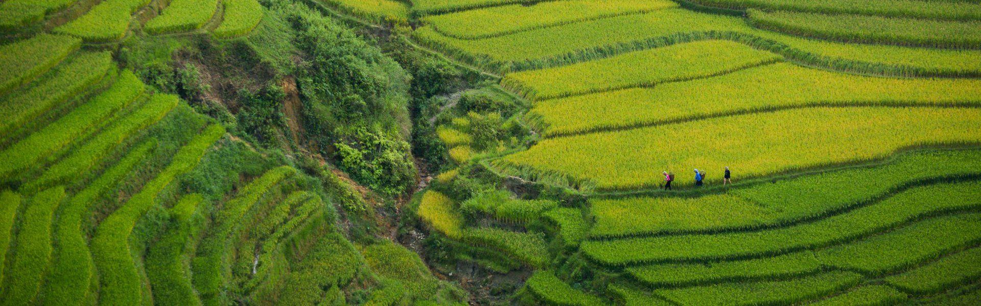Visite des rizières du Vietnam