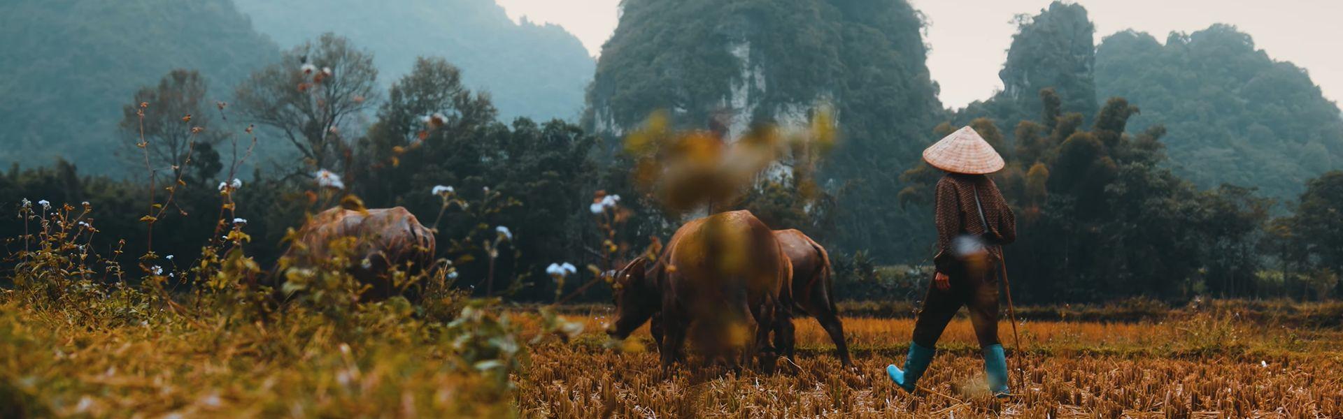 Trek facile au Nord du Vietnam