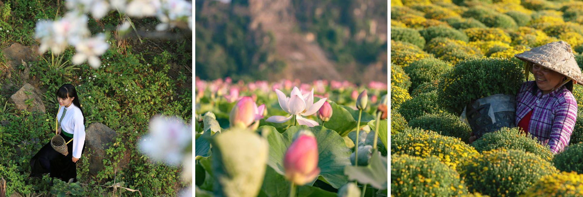 Découverte du Vietnam en saison des fleurs