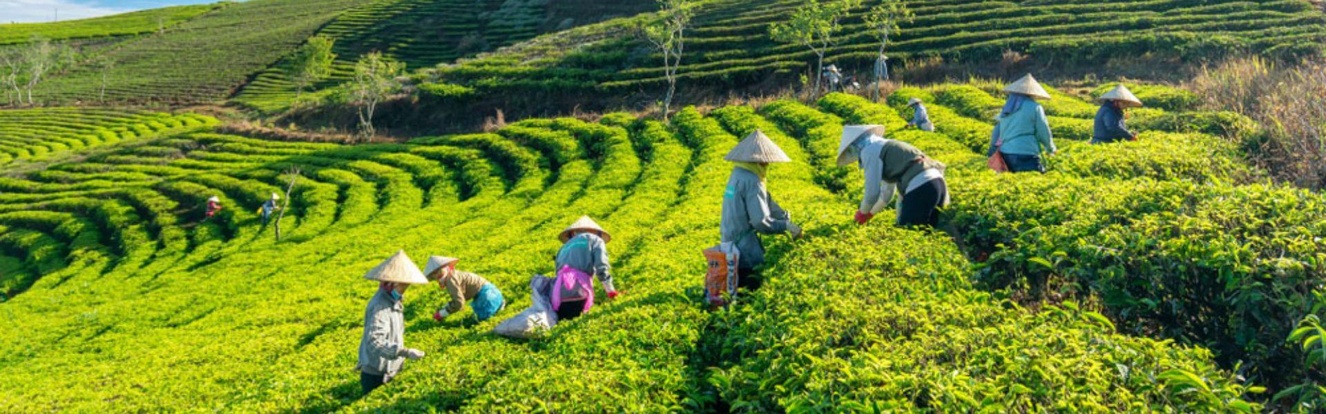 Dalat au Vietnam : Le guide ultime pour un voyage inoubliable