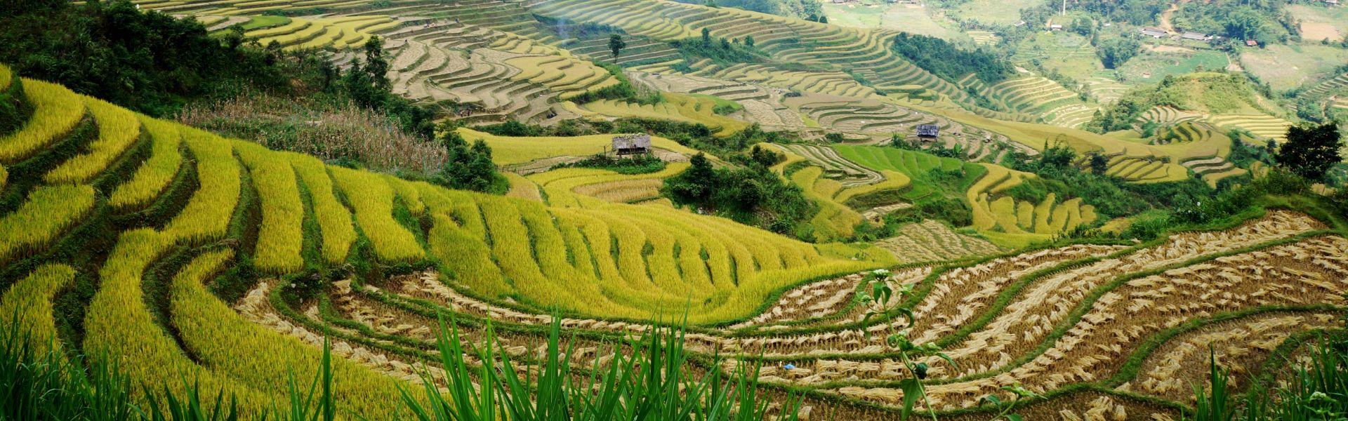 Tout savoir sur les rizières du Vietnam : Où et quand aller ?