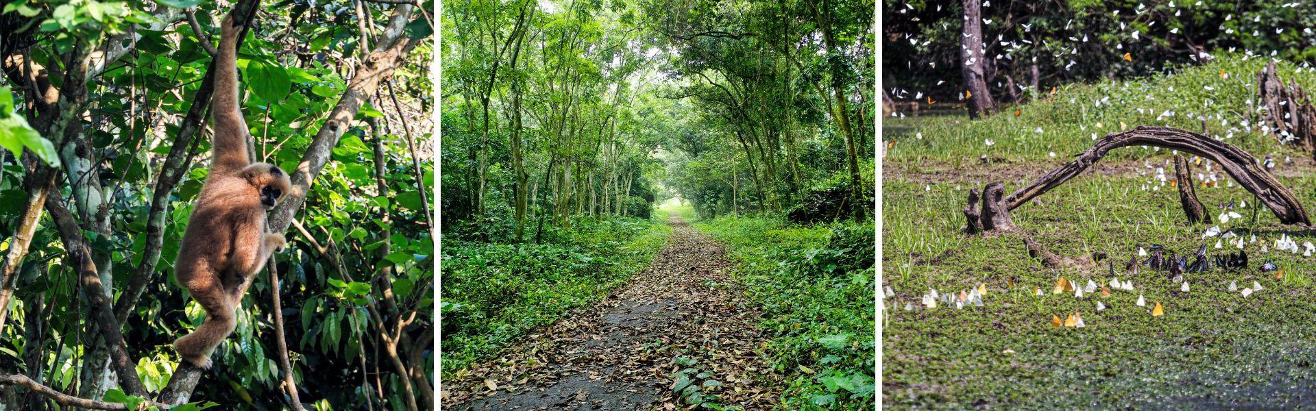 Parc national de Cuc Phuong