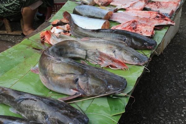Jour 06 : Luang Prabang - Pak Ou