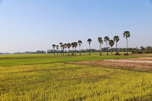 Jour 13 : Siem Reap - Tour à vélo