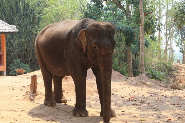 Jour 07 : Luang Prabang - Xayaboury