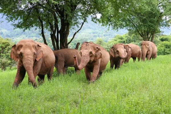 Jour 05 : Chiang Mai