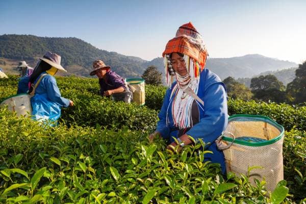Jour 01 : Chiang Rai arrivée - visite