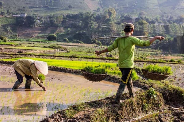 Jour 03 : Lao Cai arrivée - Bac Ha - Sapa