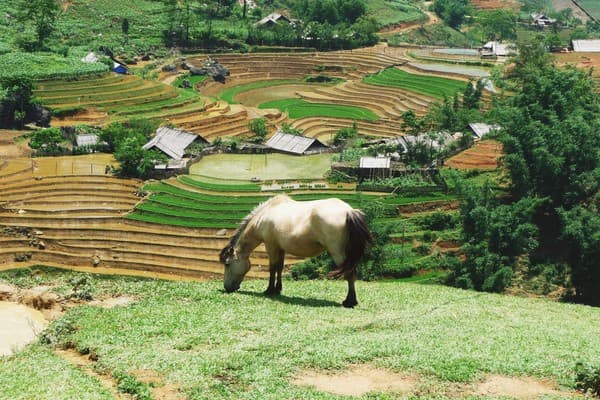 Jour 05 : Bac Ha trekking - Lao Cai - train pour Hanoi