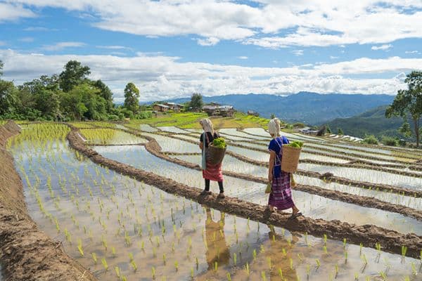 Jour 07 : Chiang Mai – Doi Inthanon