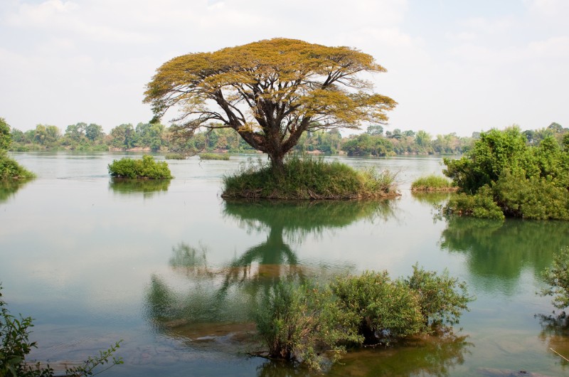 laos, si phan don, 4000 iles, mekong, voyage, asiatica travel, don det, arbre