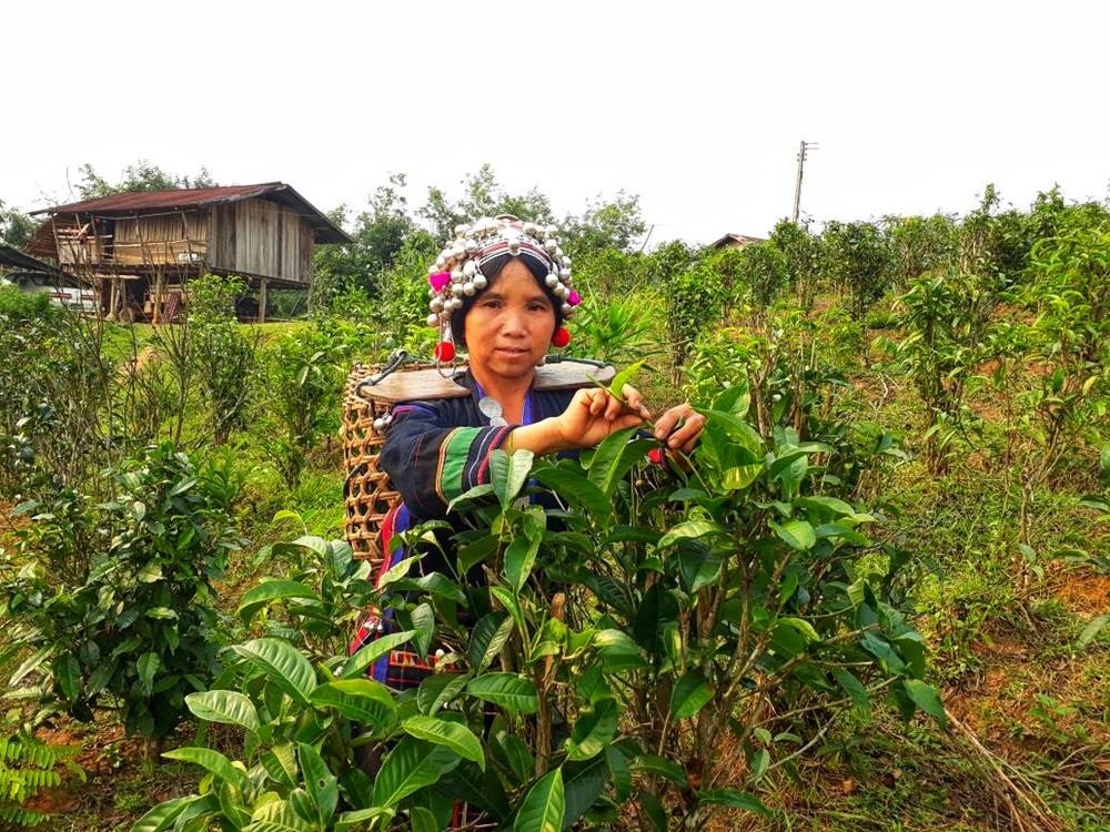 Guide Complet pour Visiter Bokeo, Laos