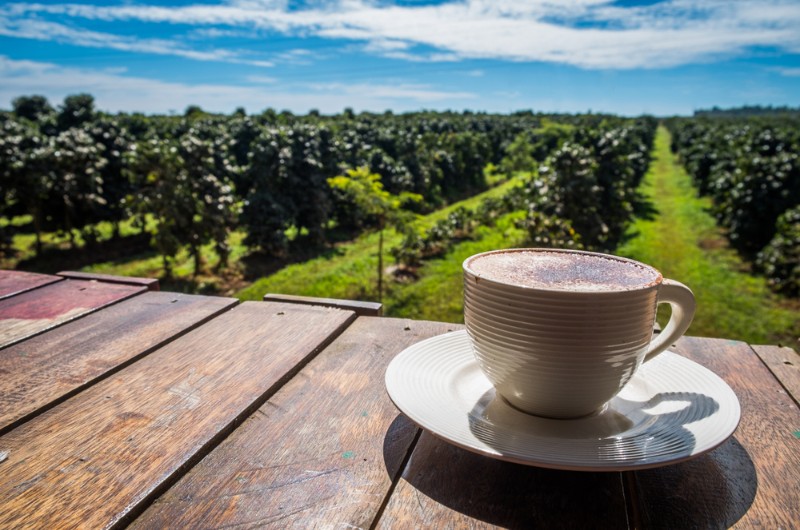 boloven, plateau des bolovens, laos, voyage, asiatica travel, tasse de cafe, plantation de cafe