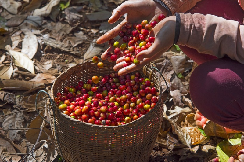 boloven, plateau des bolovens, laos, voyage, asiatica travel, plantation de cafe, graine de cafe