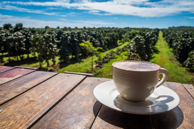 cafe, laos, voyage, asiatica travel, culture, cuisine, plantation de cafe