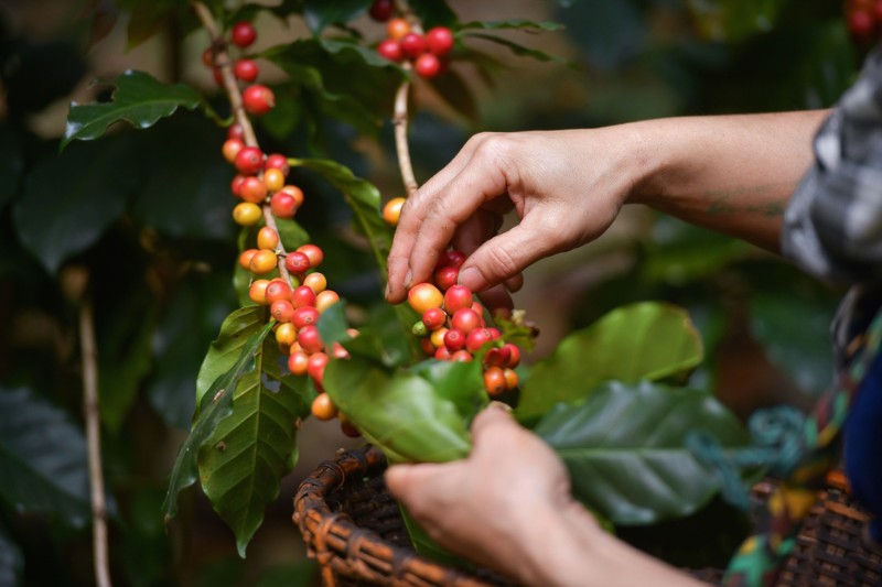 café laos, plantation de café, récolte de café