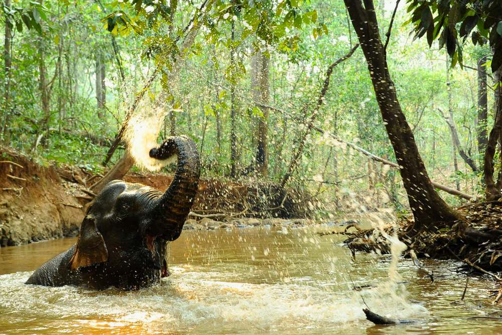 un éléphant se baignent dans la forêt dans une conservation à Mondulkiri au Cambodge