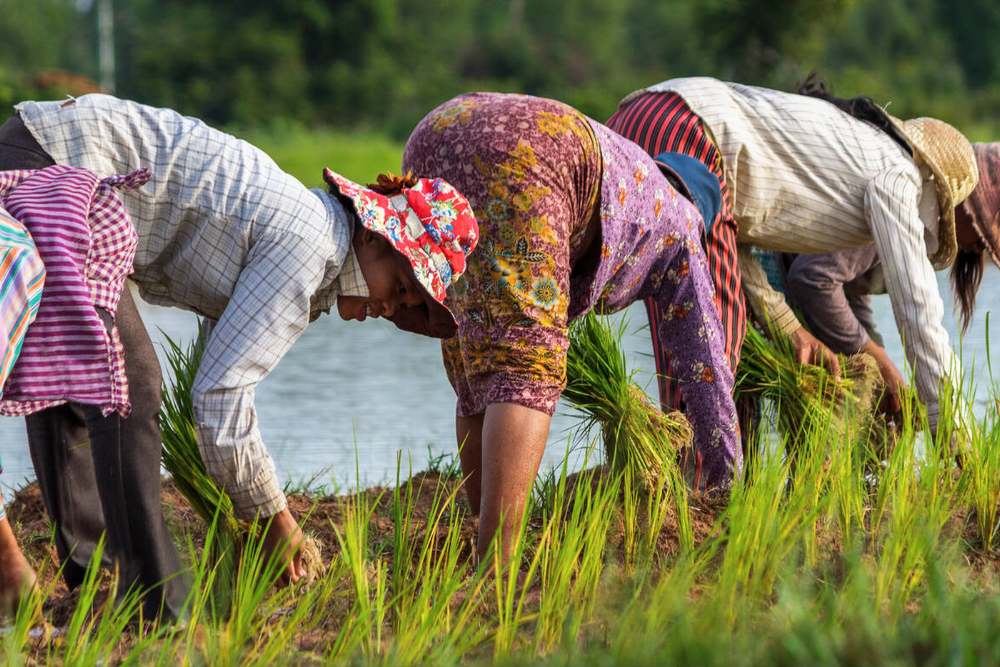 agriculteurs locaux plantent du riz au Cambodge en septembre