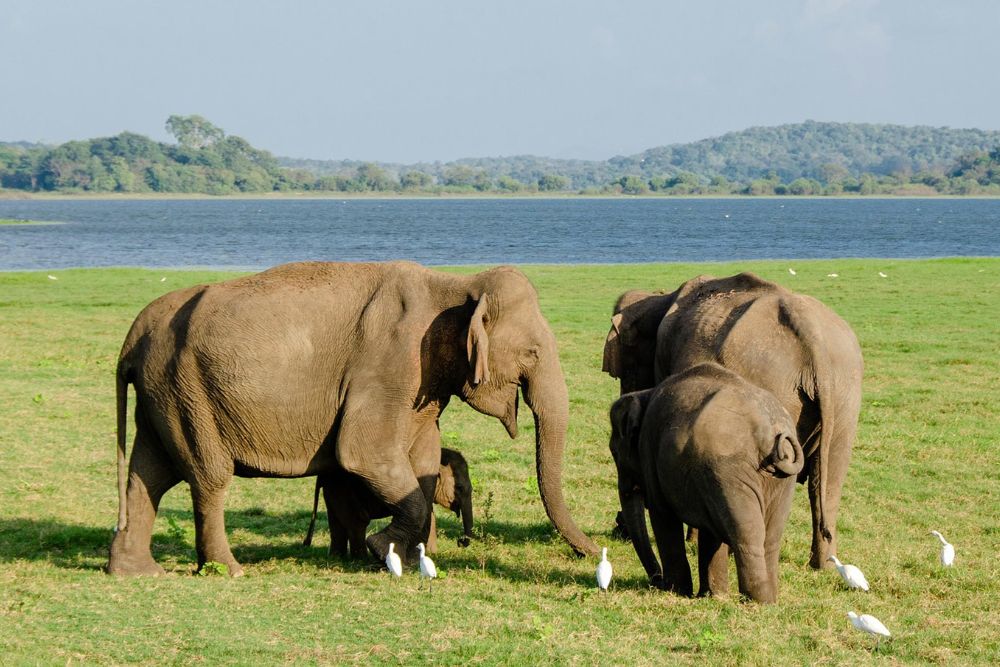 guide voyage hua hin, wildlife friends foundation thailand, centre de secours pour les animaux sauvages, sanctuaire éléphants, voyage thaïlande
