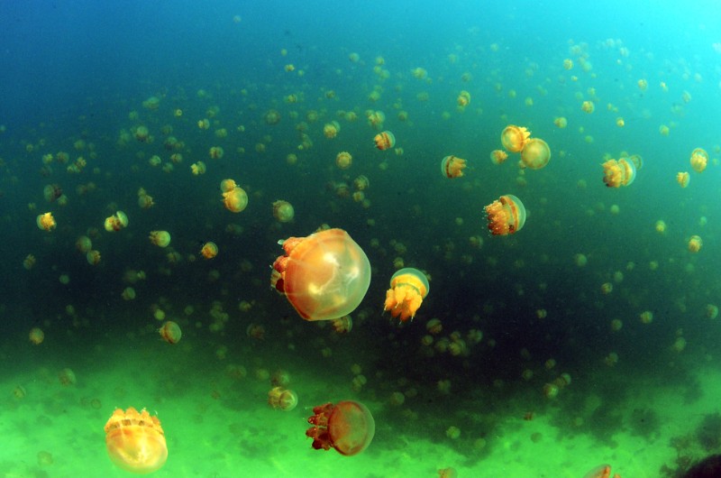 ile, indonesie, voyage, asiatica travel, mer, plage, kakaban, meduse, sous marin, plongee