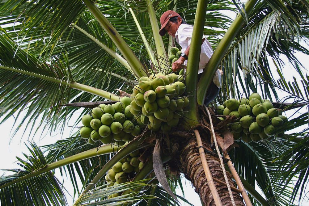 itinéraire delta mékong, ben tre, cocotier