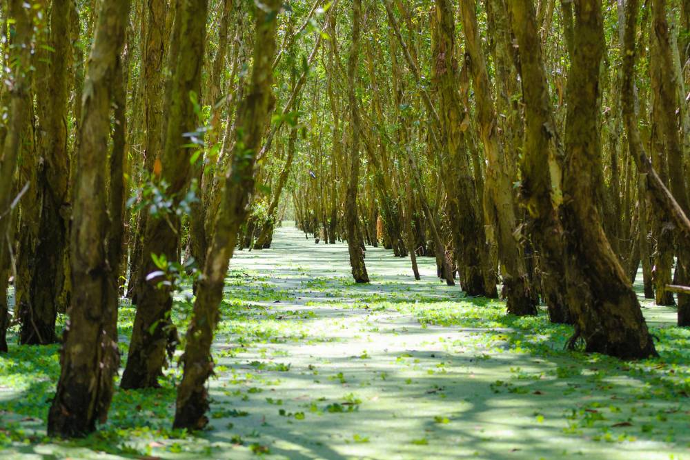 itinéraire delta mékong, forêt cajeput tra su