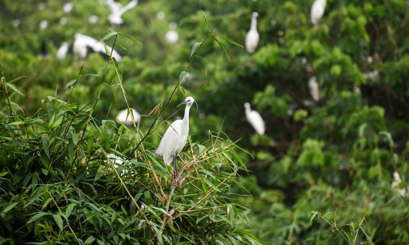 jardin cygogne, bang lang, can tho, vietnam