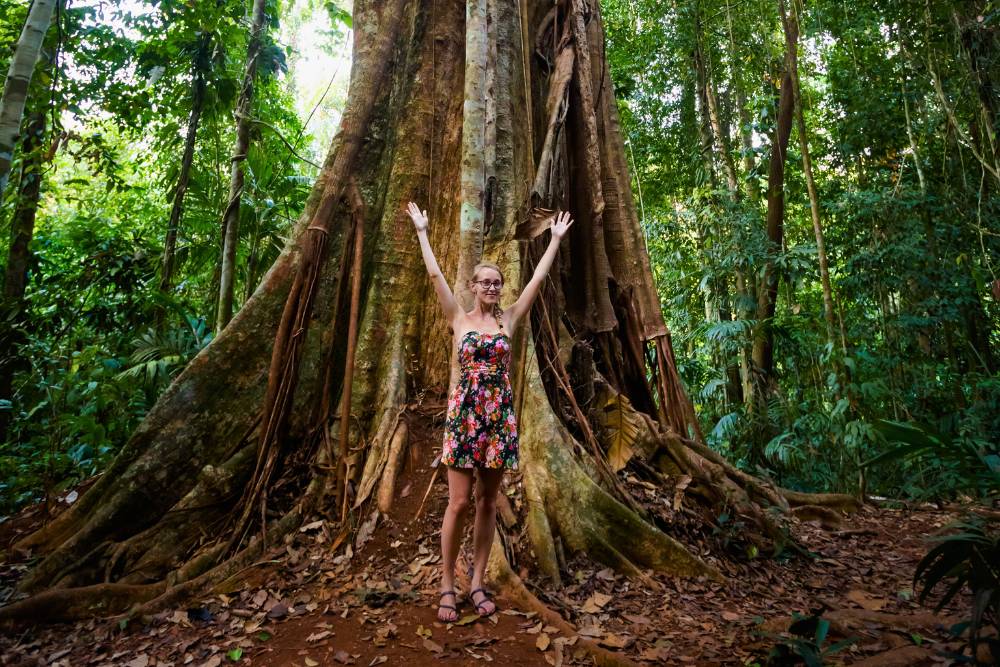 un arbre géant qu'on visite en faisant du trek à île de Koh Kood, Thaïlande