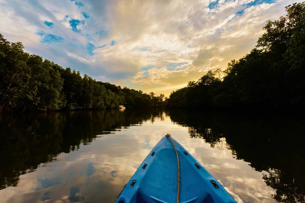 kayak sur la rivière dans la forêt de mangrove à île de Koh Kood, Thaïlande