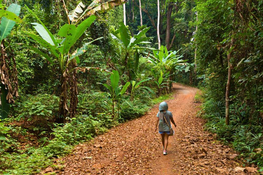femme fait une randonnée dans la jungle à île de Koh Kood, Thaïlande