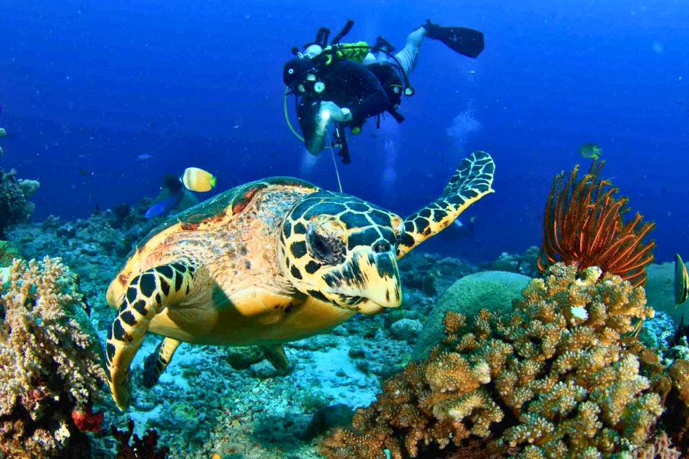 faire de la plongée à île de Koh Kood, Thaïlande pour voir la vie marine