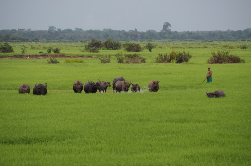 pakse, voyage pakse, laos, voyage laos, voyage, asiatica travel, ban kiet ngong