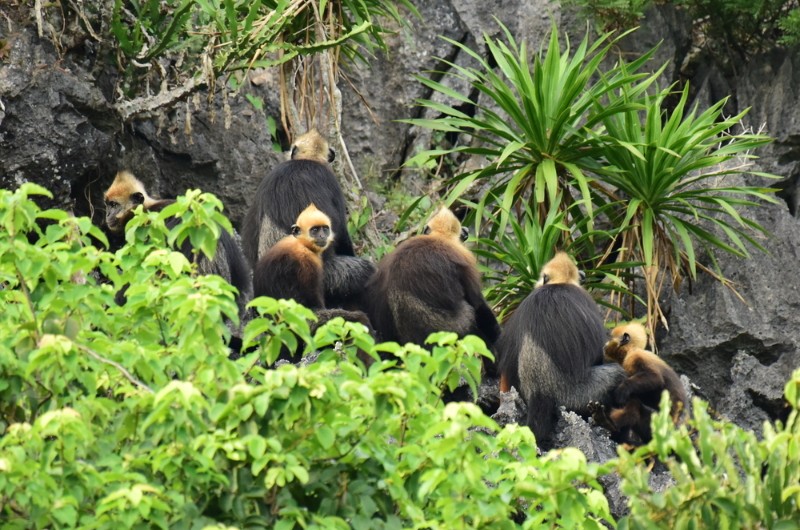 parc national vietnam, parcs nationaux vietnam, parc national cat ba, singes