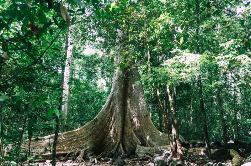 parc national vietnam, parcs nationaux vietnam, parc national cat tien, arbre