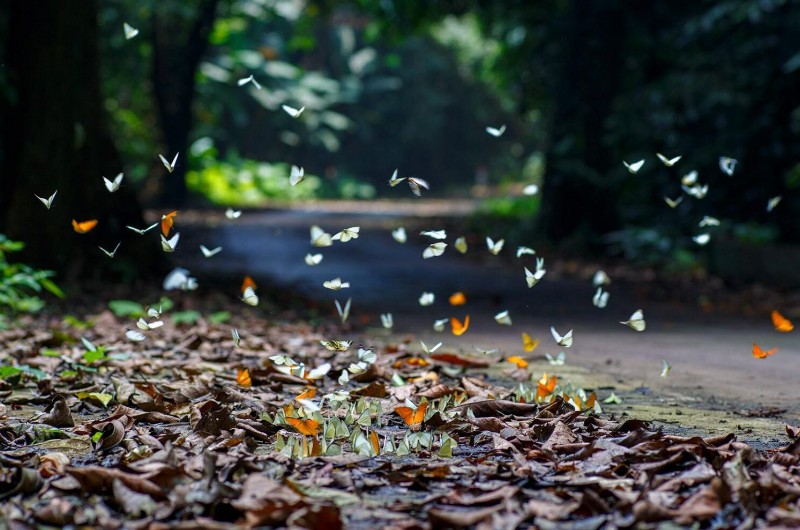 parc national vietnam, parcs nationaux vietnam, parc national cuc phuong, papillons