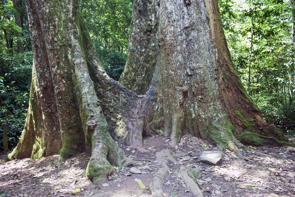 Parc national de Cuc Phuong, arbre millénaire