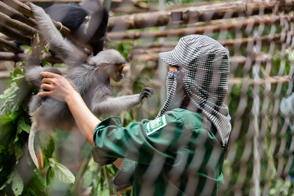 Parc national de Cuc Phuong, centre de sauvetage des primates