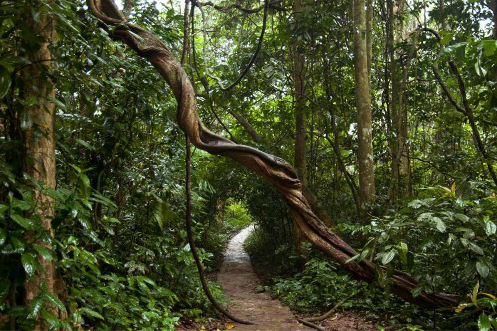 Parc national de Cuc Phuong, forêt