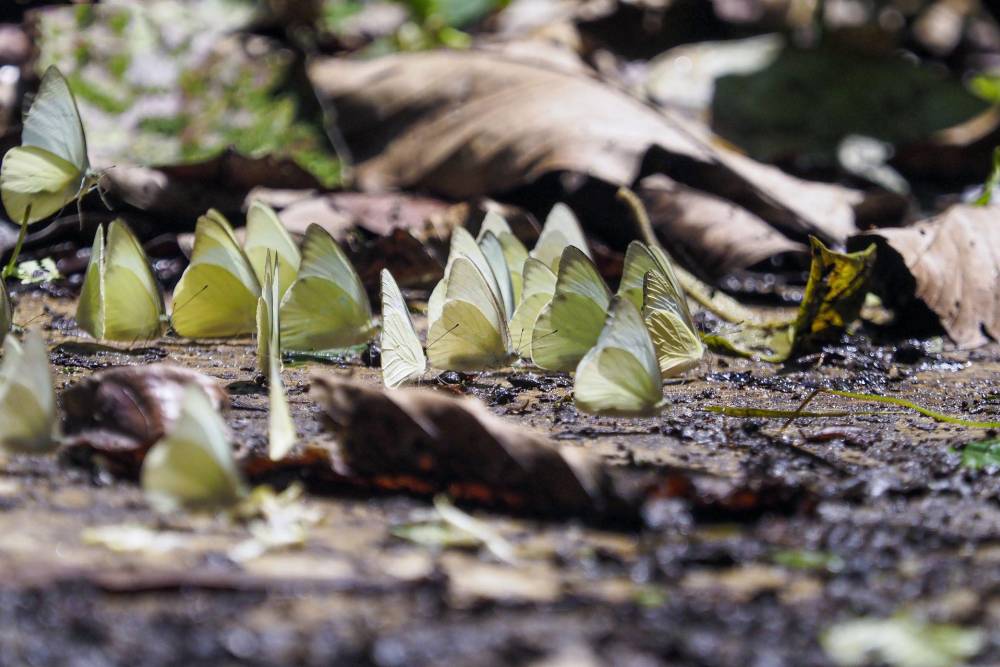 Parc national de Cuc Phuong, papillons blancs