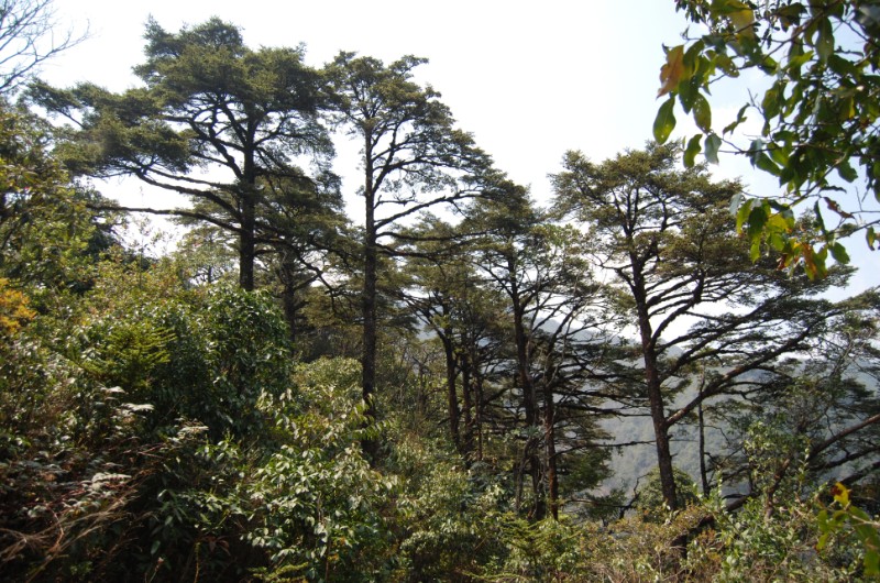 parc national vietnam, parcs nationaux vietnam, parc national hoang lien, arbres