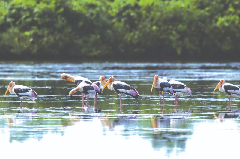 parc national vietnam, parcs nationaux vietnam, parc national xuan thuy, oiseaux